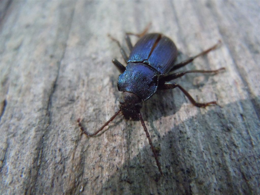 Carabide da identificare; no, tenebrionide, Helops coeruleus